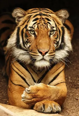 Картинки тигр - 72 фото