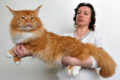 Самые большие домашние кошки: фотографии с названиями 10 наиболее крупных  пород в мире