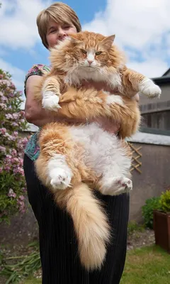 Самые большие и упитанные коты в мире! | По чуть-чуть. | Дзен