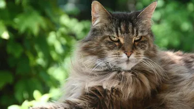Самые большие кошки породы мейн-кун на красивых фотоснимках