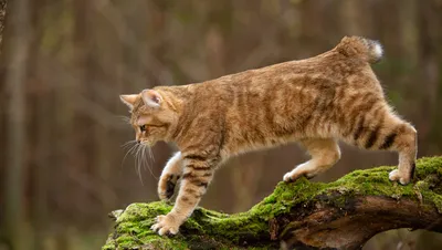 Самые большие породы кошек: ТОП-10 крупных домашних кошек в мире