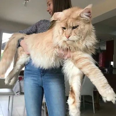 Самый большой кот в мире - 73 фото