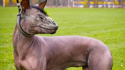 Самые необычные породы собак в мире - 69 фото