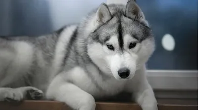 Самые красивые породы собак | Пикабу