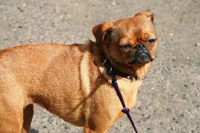 Топ пород собак с необычными окрасами - Питомцы Mail.ru