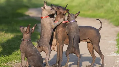 Самые необычные собаки на свете | Мир Животных | Дзен