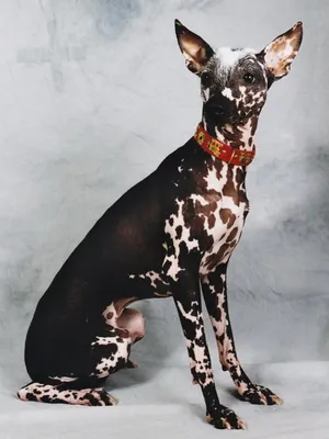 Новые модные породы собак, которые скоро появятся на улицах всех городов |  MAXIM