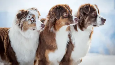 Они такие разные: подборка самых необычных в мире собак