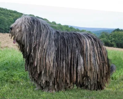 Необычные породы собак — Пона.рф