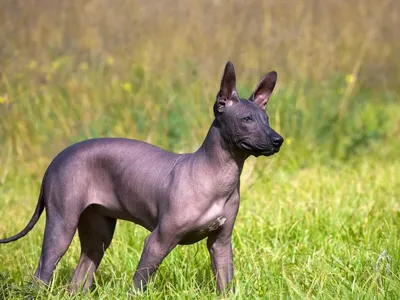 Самые преданные породы собак: названия, фото, описание, отзывы кинологов