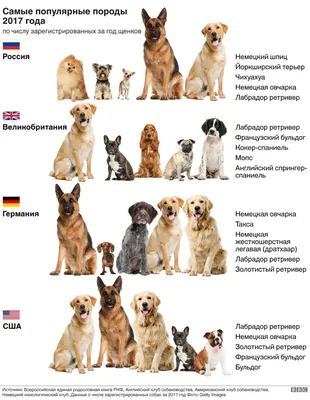 Самые популярные породы собак фото 