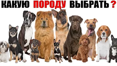 Как менялись самые популярные породы собак в России