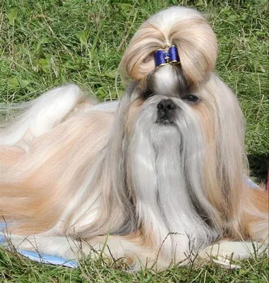 Самые популярные породы собак в России - My Doggy