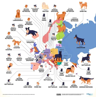 Как менялись самые популярные породы собак в России