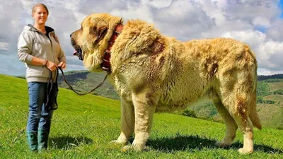 Американские породы собак – ТОП-35 с фотографиями и названиями