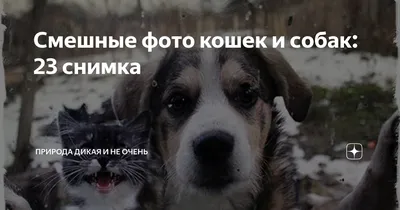 Новые правила прописали для владельцев собак и кошек в Казахстане: 23 марта  2023, 20:01 - новости на Tengrinews.kz