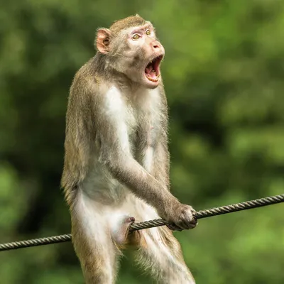 Самые смешные обезьяны фото фотографии