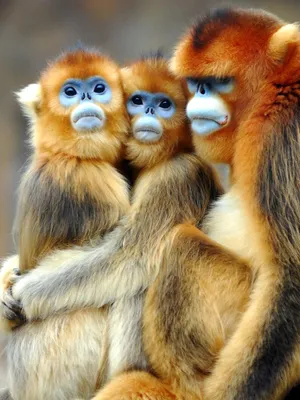 смешные обезьяны стоковое фото. изображение насчитывающей таиланд - 65996814