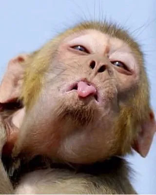 Fastest and easy online meme generator :) | Веселые обезьяны, Смешные  фотографии животных, Животные