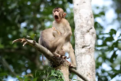 Смешные обезьяны | Лучшая подборка видео приколов с обезьянками #3 - YouTube