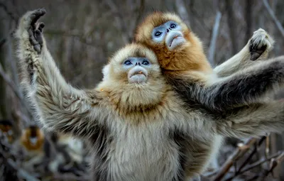 Прикольные фото обезьян. (17 фото) 🔥 Прикольные картинки и юмор