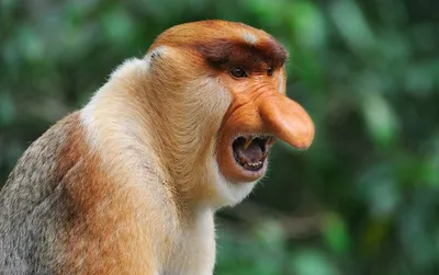 [82+] Самые страшные обезьяны фото фото
