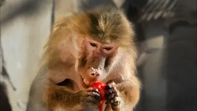 Опасные обезьяны съели и Настеньку, и Земледельца! Гамадрил Джоник со  своими женами! Тайган - YouTube