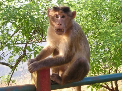 Самые опасные обезьяны- реальные случаи | МанкиБлог | Дзен