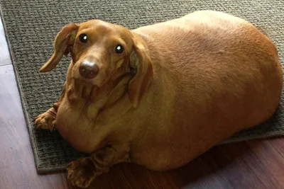 Самые толстые собаки в мире - 79 фото