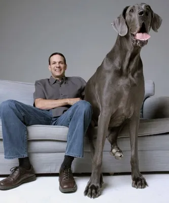 Самые большие породы собак в мире » Notagram.ru Какая собака самая большая  � | Сохраненки | Постила