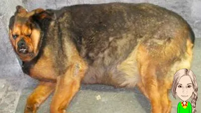 Самые толстые собаки в мире! - YouTube