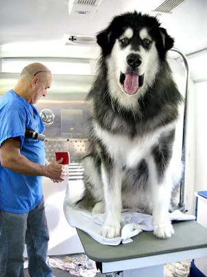 Самые большие породы собак (ФОТОЛЕНТА)