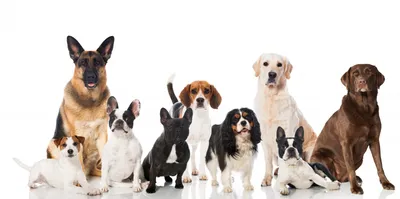 Самые крупные породы собак с названиями | FriendForPet