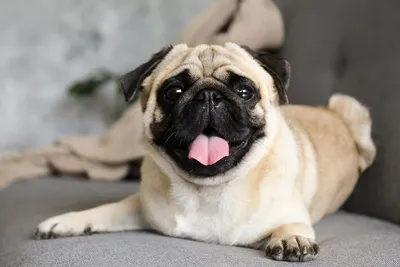 10 самых толстых в мире собак, которым живется непросто | WDAY