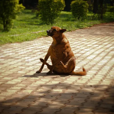 Жирные собаки (73 фото) - картинки sobakovod.club
