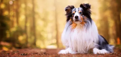 ТОП-15 самых умных пород собак в мире с фото и описанием