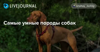 Самые умные породы собак | Топ-10 - Питомцы Mail.ru