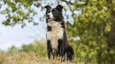 Поразительные способности собак - Топ 5 - Самые умные собаки в мире -  Талантливые собаки и их породы » Триникси