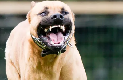 10 Most Angry and Aggressive Dog Breeds in the World - YouTube