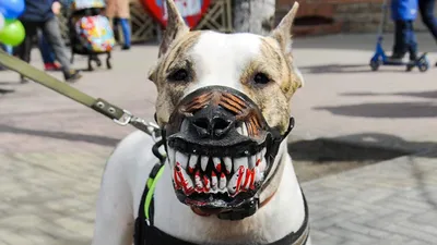 Самые опасные породы собак. ТОП 10 — Видео | ВКонтакте