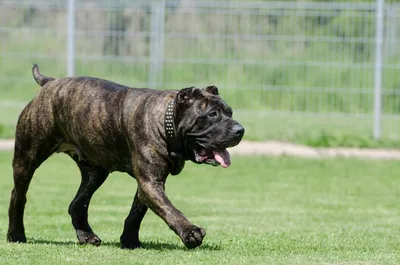 Самая злая собака в мире (23 лучших фото)