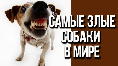 Самая злая собака на свете (63 фото) - картинки sobakovod.club