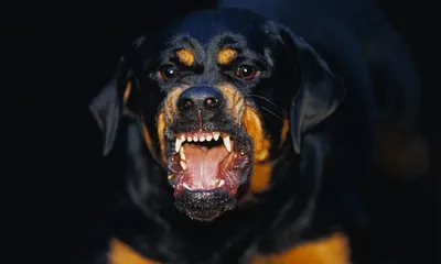 Топ-10 агрессивных пород собак