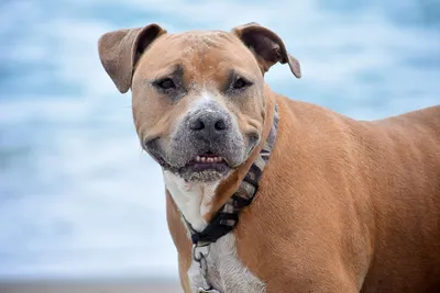 Как выглядят самые опасные породы собак? | Блоги ОТР - Общественное  Телевидение России