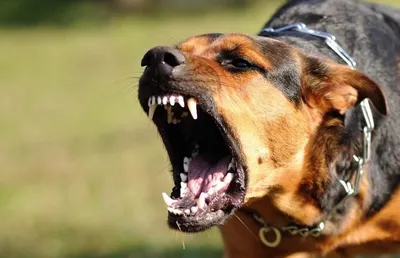 Самые злые собаки мира | Пикабу
