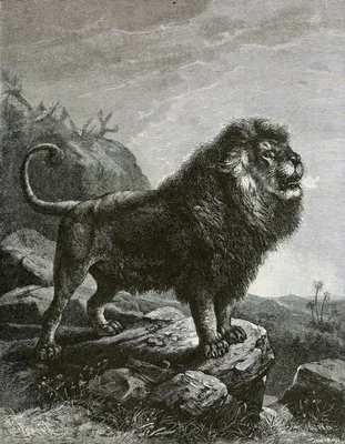 Берберийский лев — Википедия