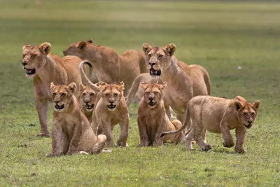 Лев хищник Африки самый большой земный Стоковое Фото - изображение  насчитывающей горы, лео: 151886040