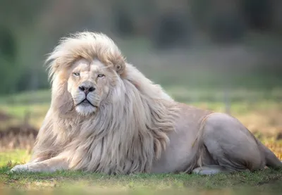 Самый большой Лев в мире - красивые фото