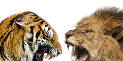 Лев хищник Африки самый большой земный Стоковое Фото - изображение  насчитывающей жизни, испуганного: 151886294