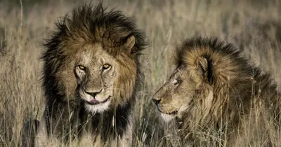 Лев или тигр: кто самый большой и сильный?» — создано в Шедевруме
